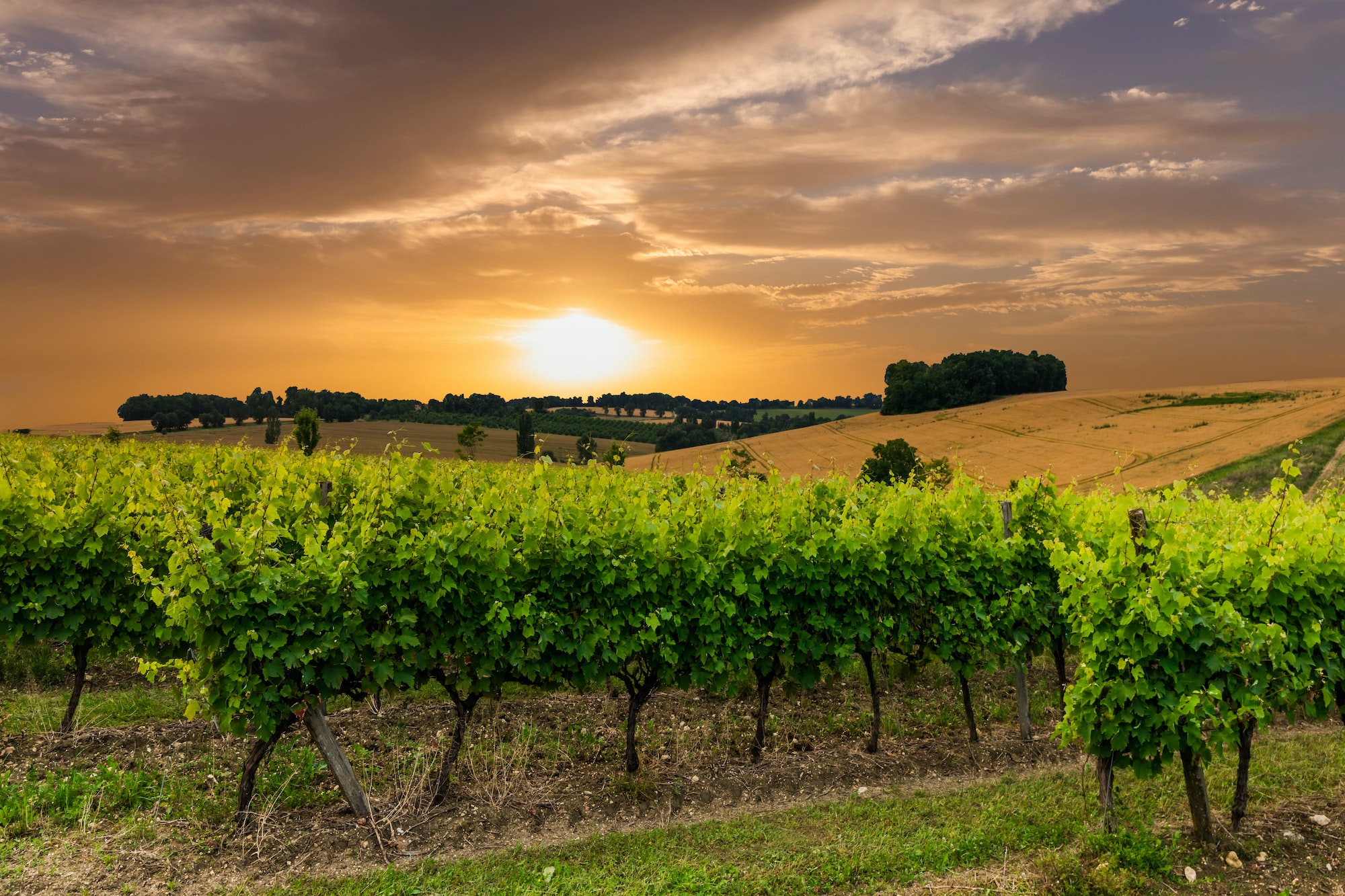 Le rôle du vin dans l’économie de Bordeaux