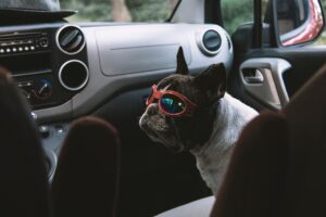 chien voiture