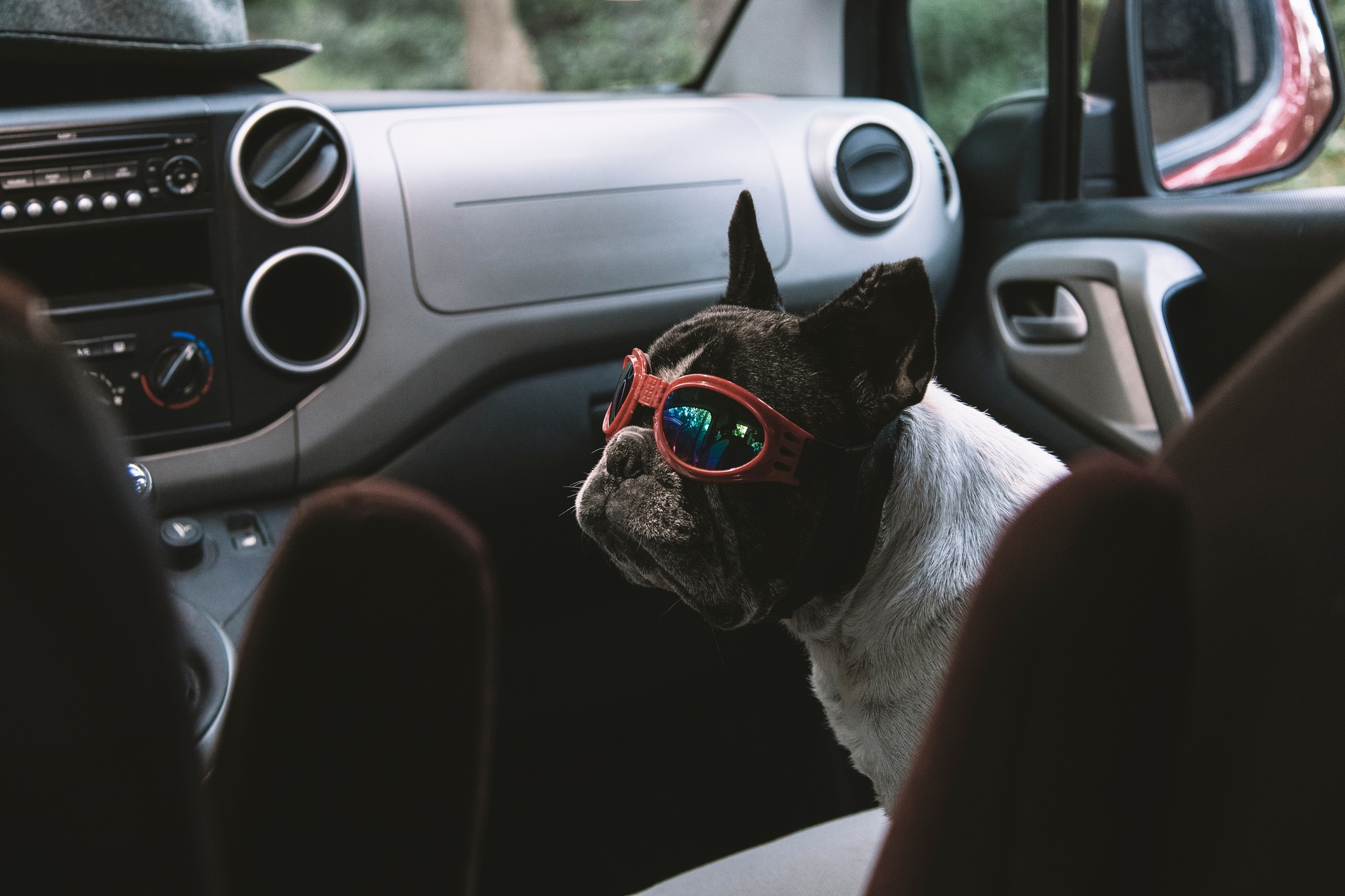 chien voiture